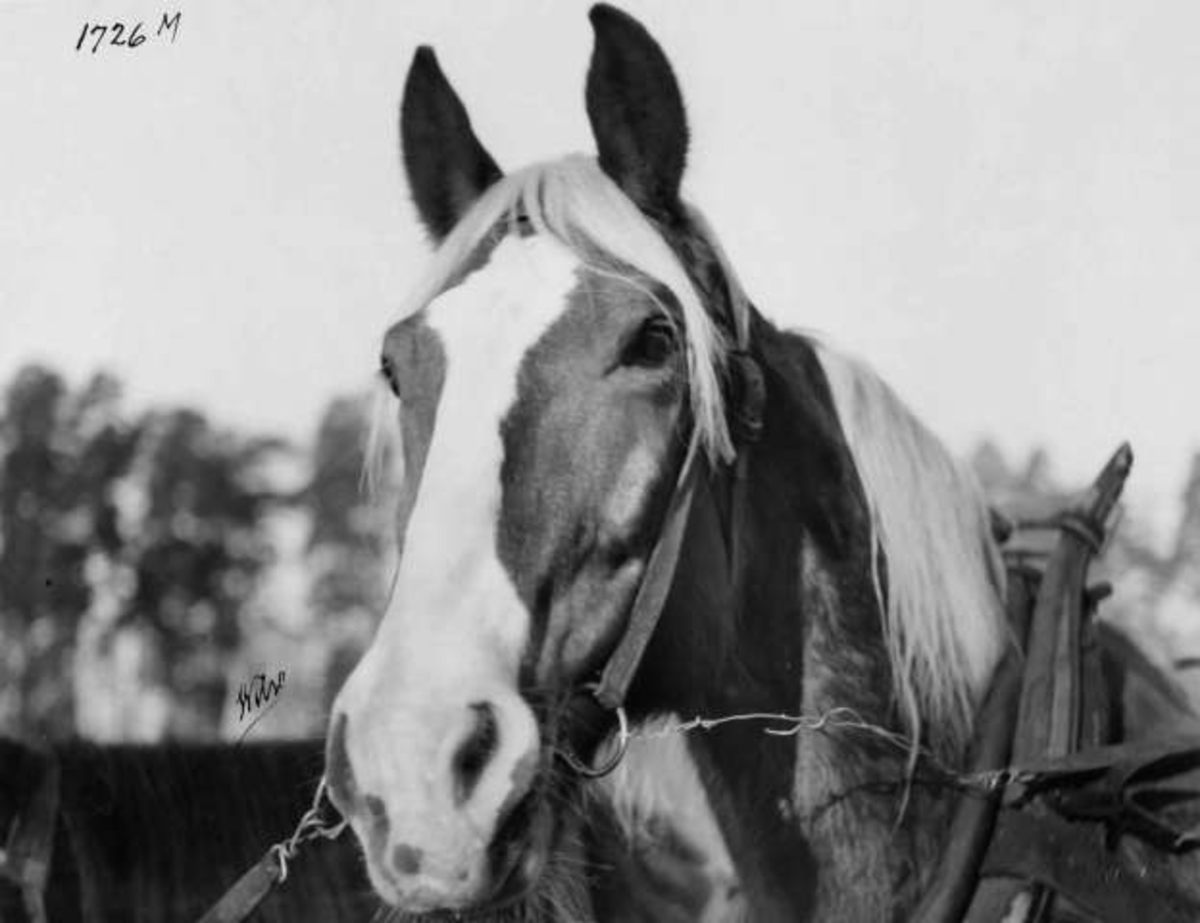 Anders Beer Wilse, -7945