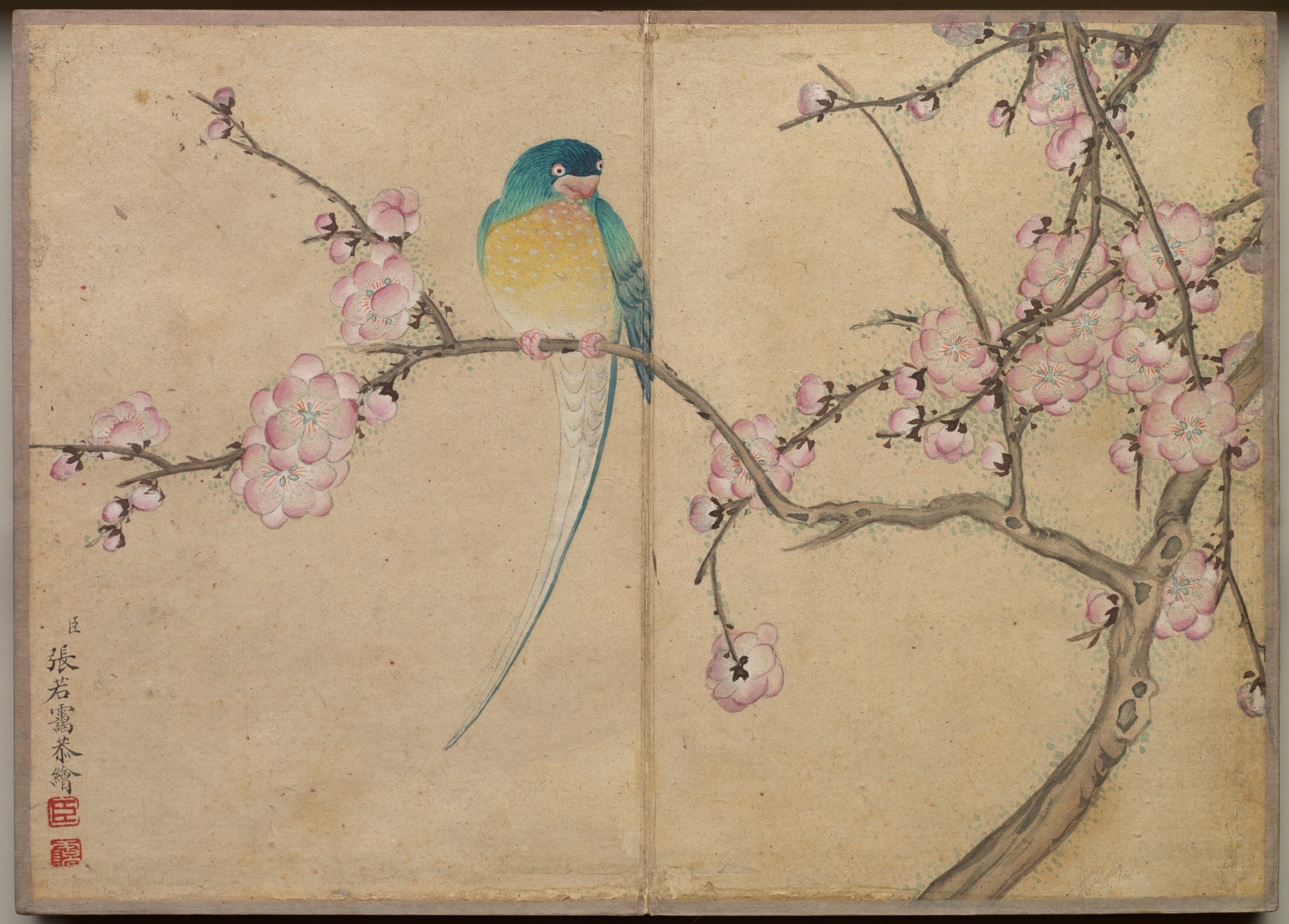 Zhang Ruoai, Desk Album: Flower and Bird Paintings (Bird with Plum Blossoms)