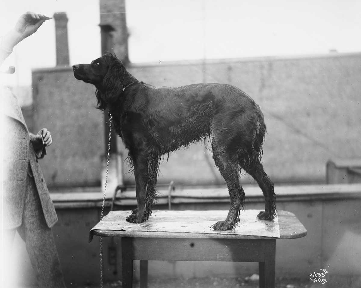 Anders Beer Wilse, Prot: Hund for Hr Friis