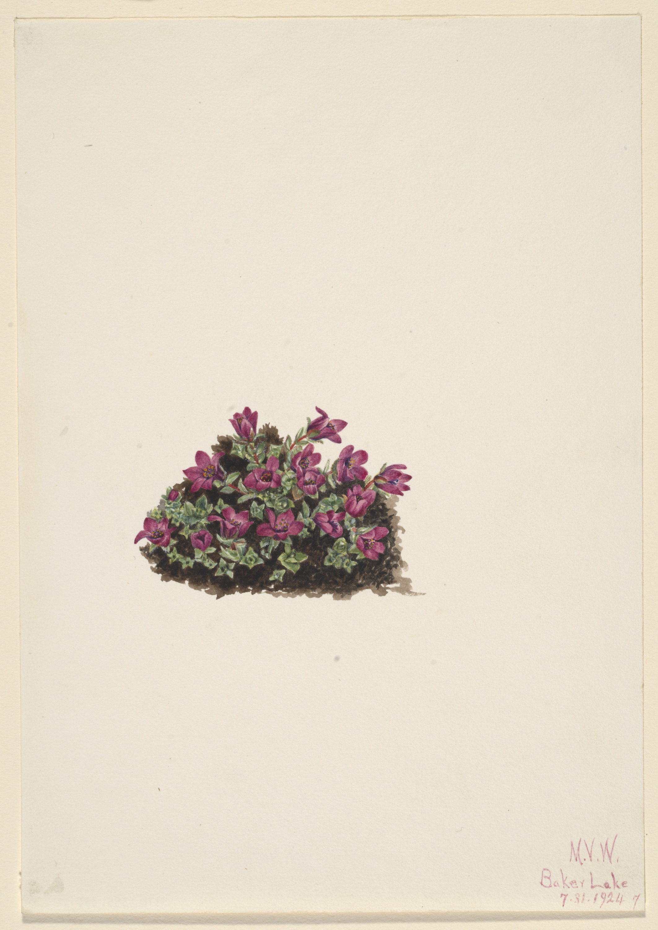 Mary Vaux Walcott, Purple Saxifrage (Saxifraga oppositifolia)