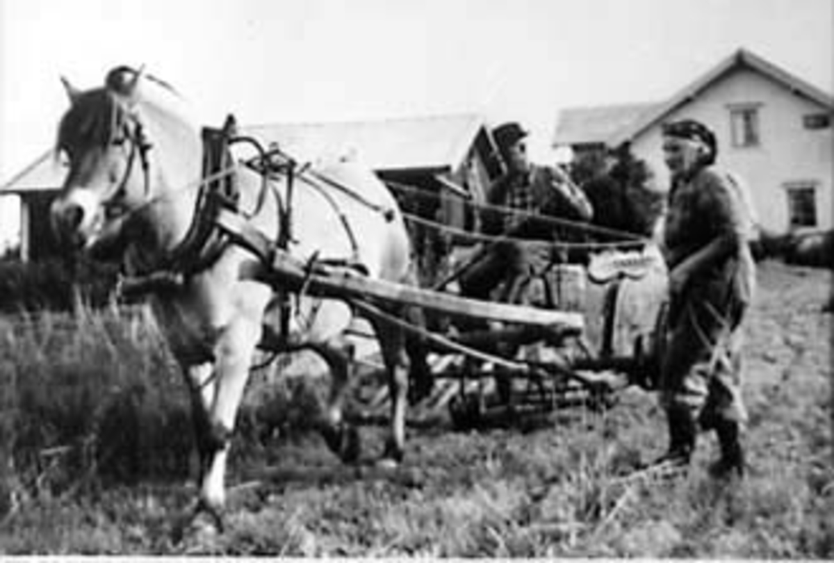 Anno Domkirkeodden, SKURONN, HEST MED SLÅMASKIN, ANDERS SKANDSEN, MAGNHILD SKANSEN, HUSE ØSTRE