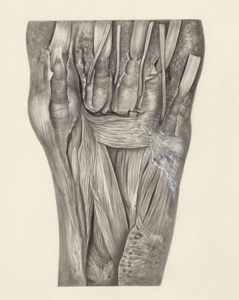 H.G Wetselaar, Muscular tissue