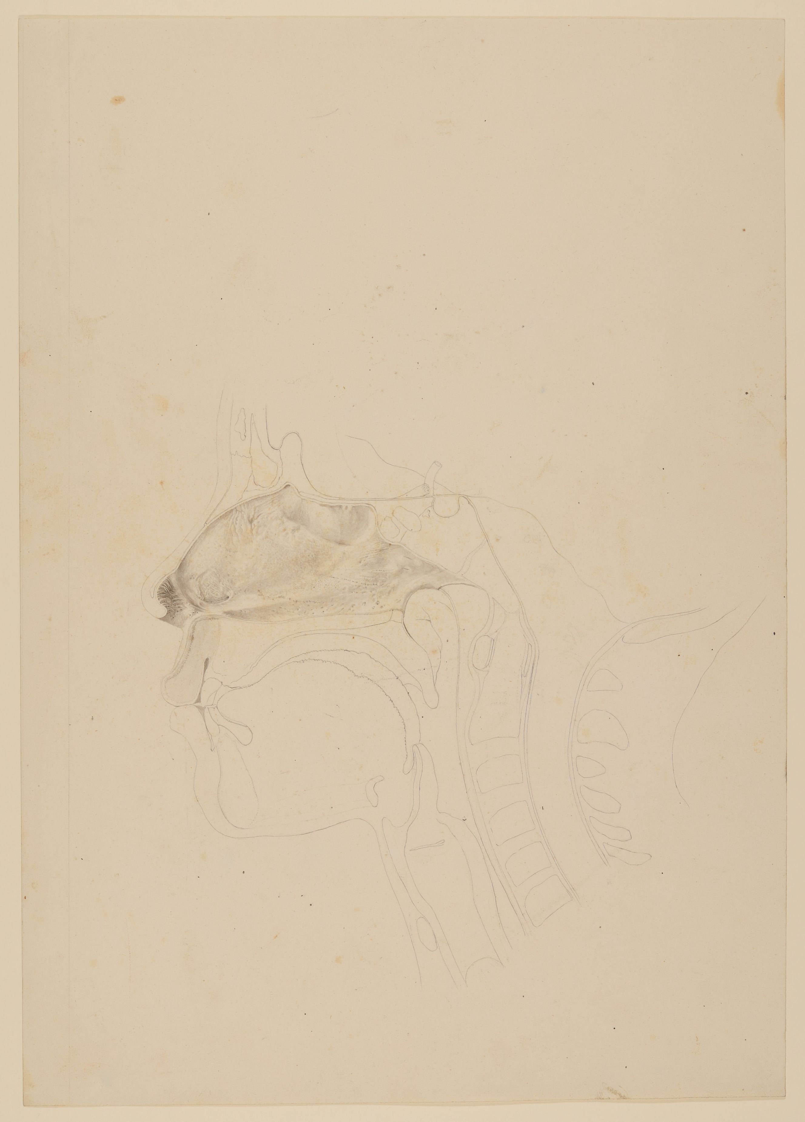 Christian Koeck, Innere Wand der linken Nasenhöhle eines sechzehnjährigen Jungen [Vorzeichnung zu Samuel Thomas Soemmerring, Abbildungen der menschlichen Organe des Geruchs, Frankfurt am Main 1809, Tafel 2, Fig. I ("schattierte" Darstellung)]