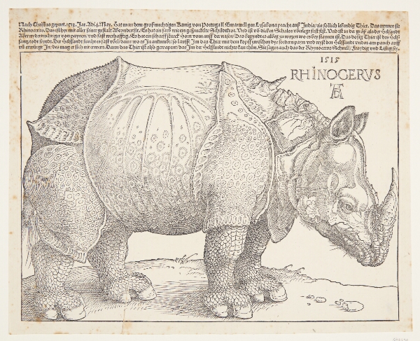 Albrecht Dürer, Næsehornet
