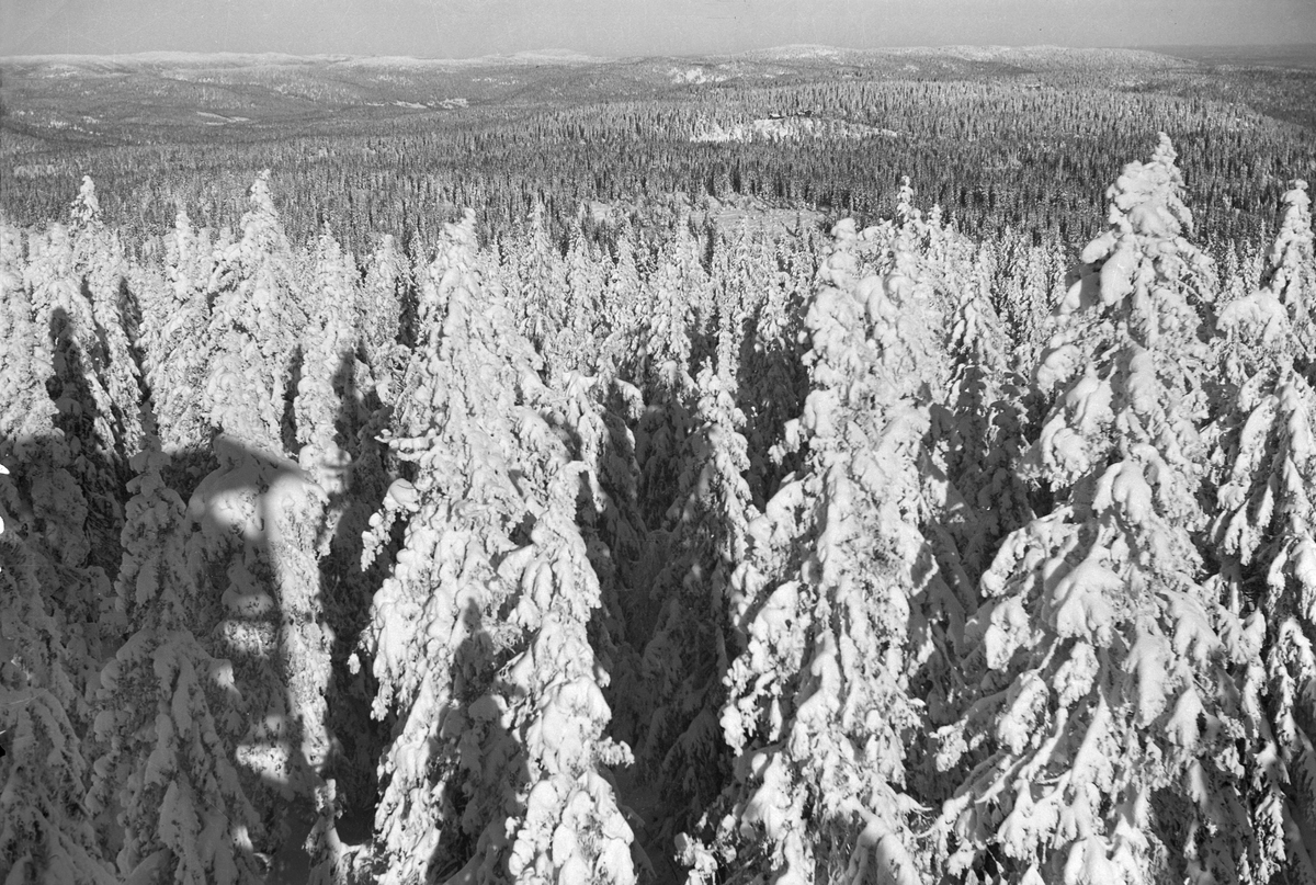 Hermann Christian Neupert, Skogsparti ved Tryvannshøyden.