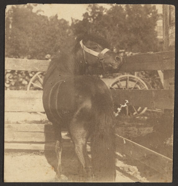 Louis Fleckenstein, [Horse in Pen]