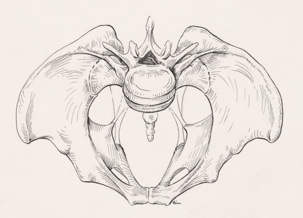 J Tinkelenberg, Pelvis, frontal view