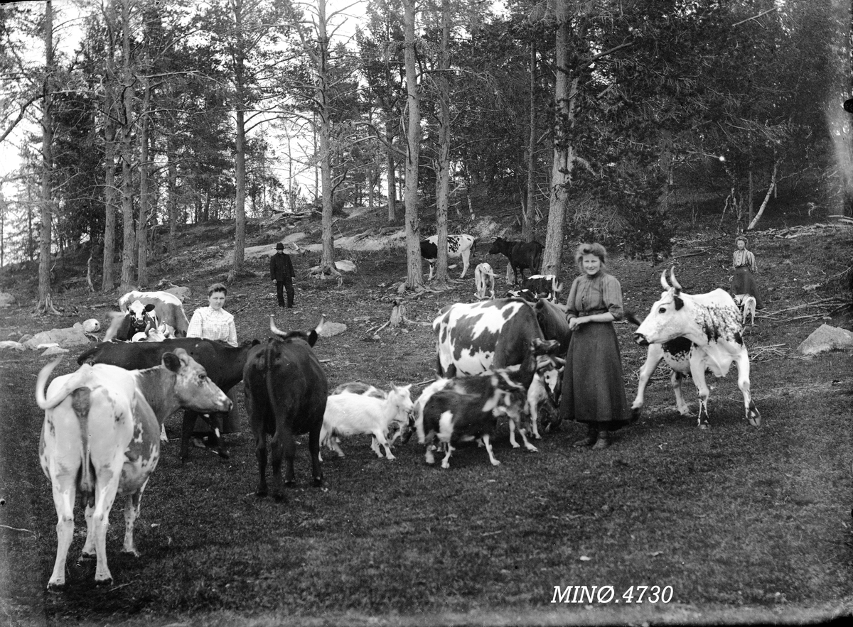 Peder J. Bredalslien, Ku, geit, beite, husdyr, Rørosku,