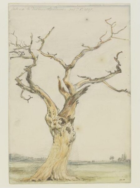 John Constable, An oak in Dedham Meadows