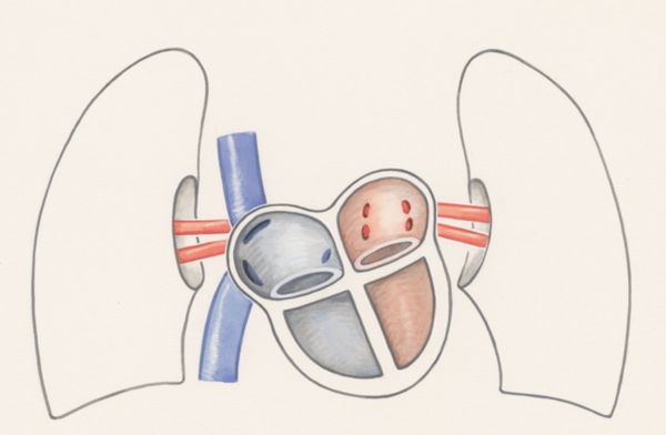 J Wetselaar-Whittaker, Arteries of the heart and adjacent organs