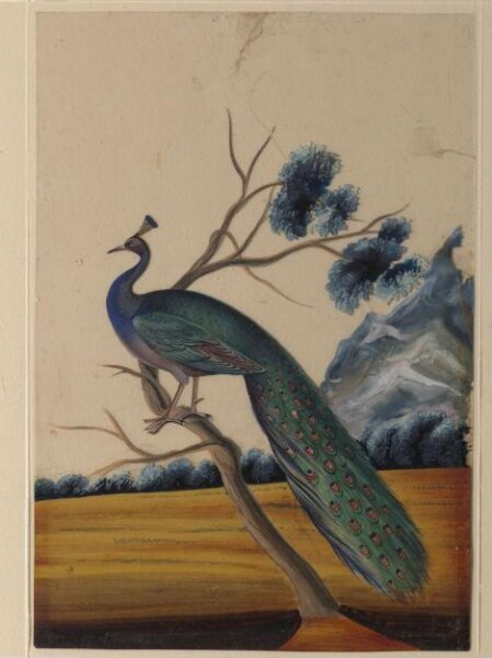 Unknown, A peacock
