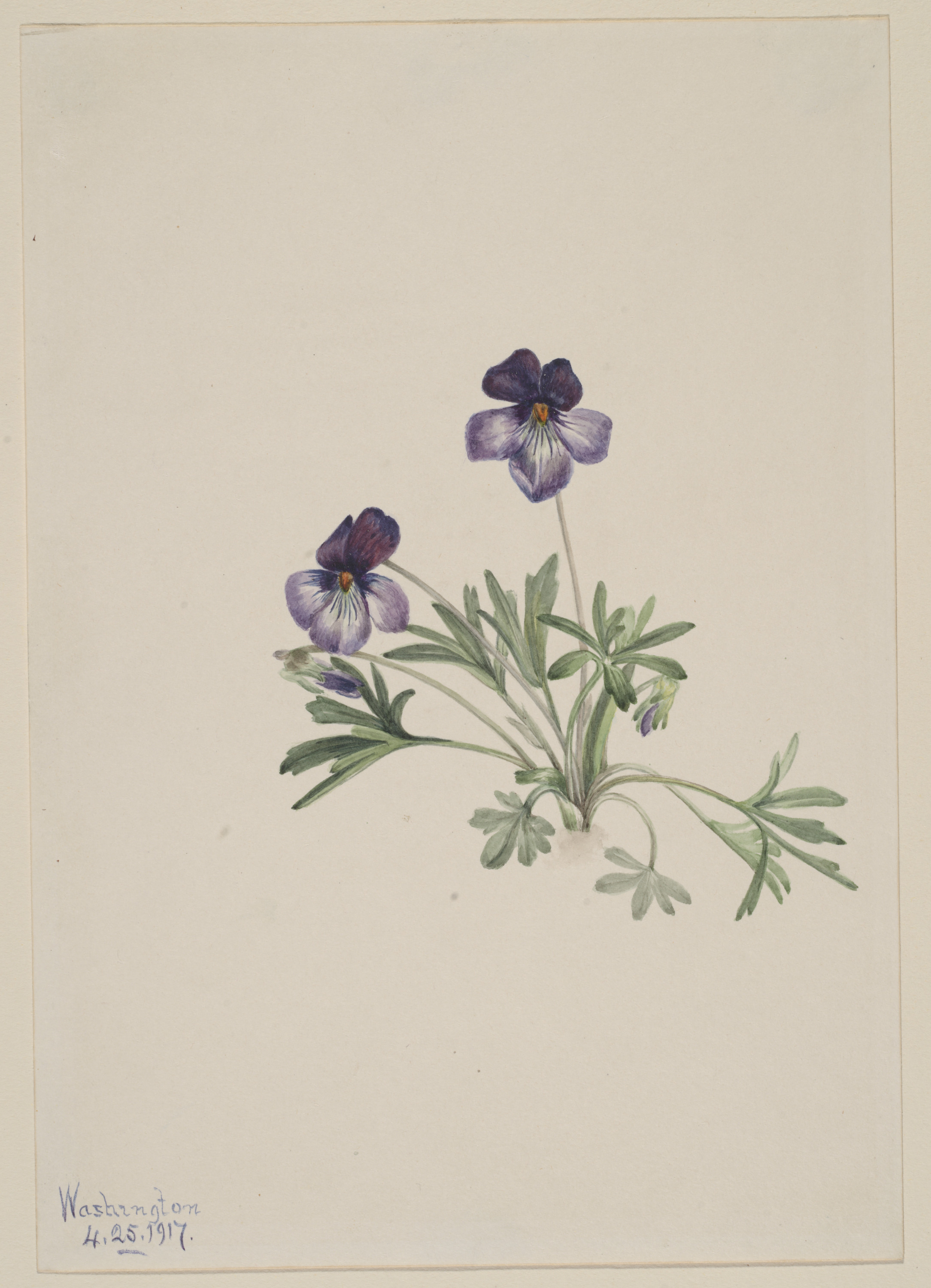 Mary Vaux Walcott, Birdsfoot Violet (Viola pedata)