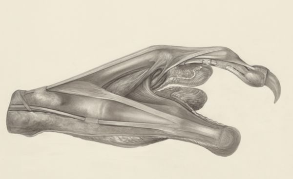 H.G Wetselaar, Muscular tissue of the claw of a gray four-eyed opossum
