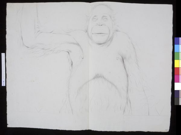 M Houtman, Animals: Orangutan (upper part of the body)