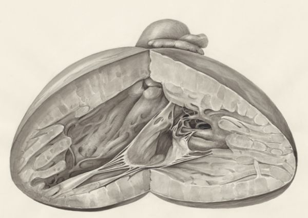 H.G Wetselaar, Heart