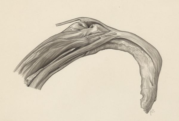 J Tinkelenberg, Musculoskeletal system of the upper extremity