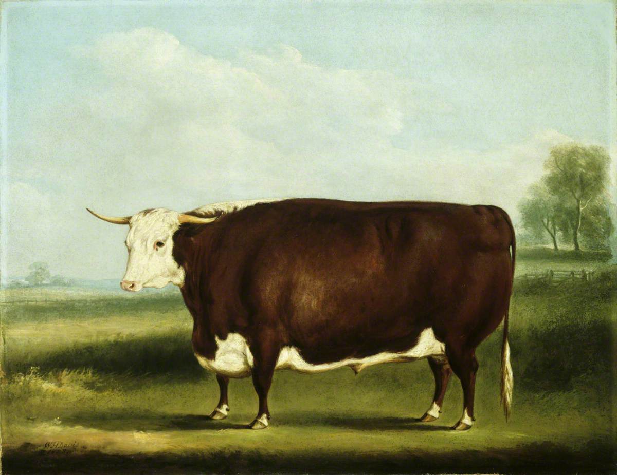 William Henry Davis, Hereford Bull