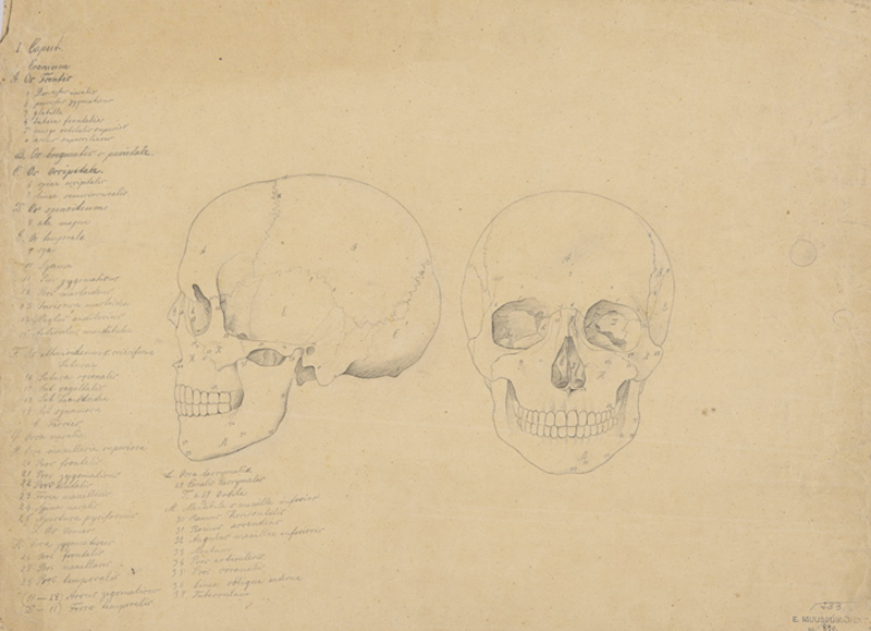 August (autor) Weizenberg, Skeleton of human skull in front and side view/Lacquard