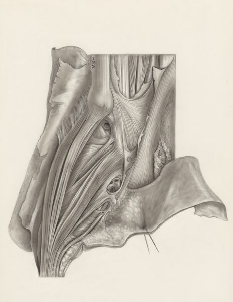H.G Wetselaar, Muscular tissue of a mammal's finger