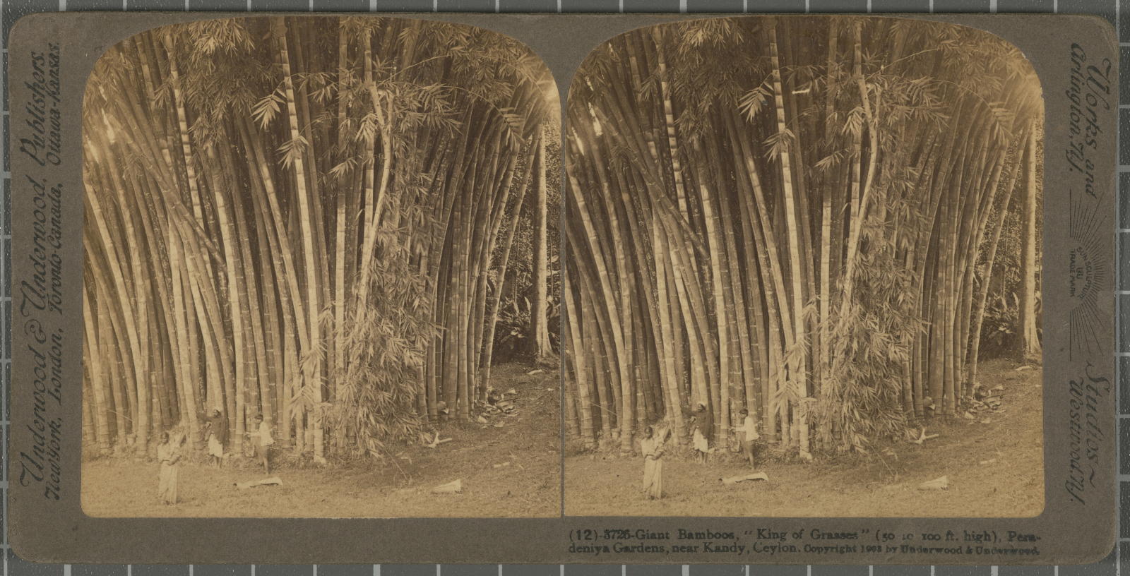 Desconegut, Giant Bamboos,\ ‘King of Grasses\’ (50 to 100 ft.high), Peradeniya Gardens, near Kandy, Ceyln. Rationale of the title, title inscribed Underwood & Underwood Publishers