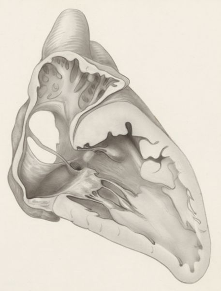 J Tinkelenberg, Part of the heart and circulatory system