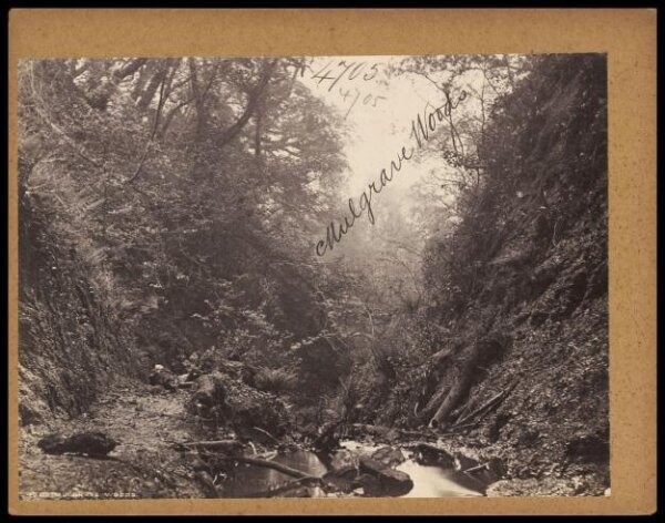 Francis Frith, Mulgrave Woods