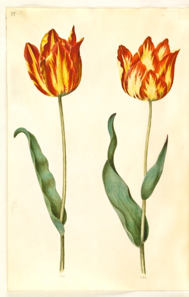 Hans Simon Holtzbecker, Tulipa gesneriana (have-tulipan)