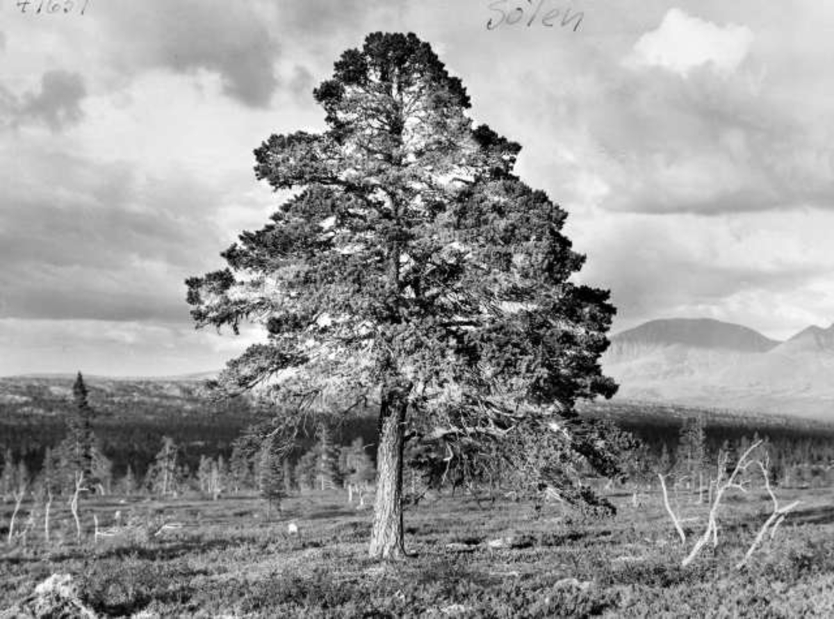 Anders Beer Wilse, Sølen, Hedmark.