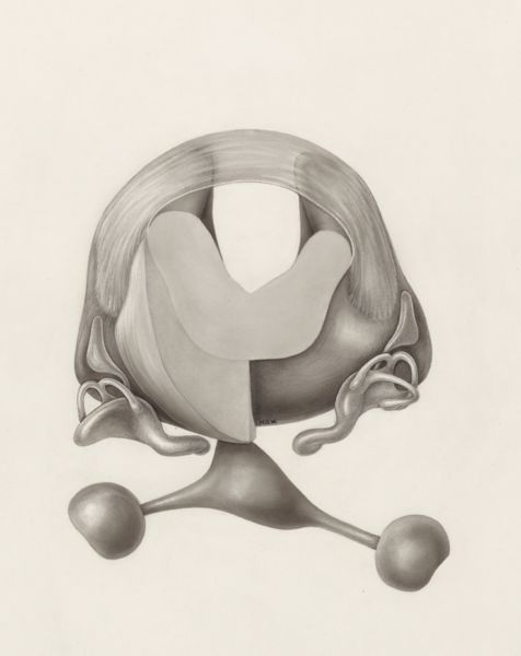 H.G Wetselaar, Hearing organ of an embryo