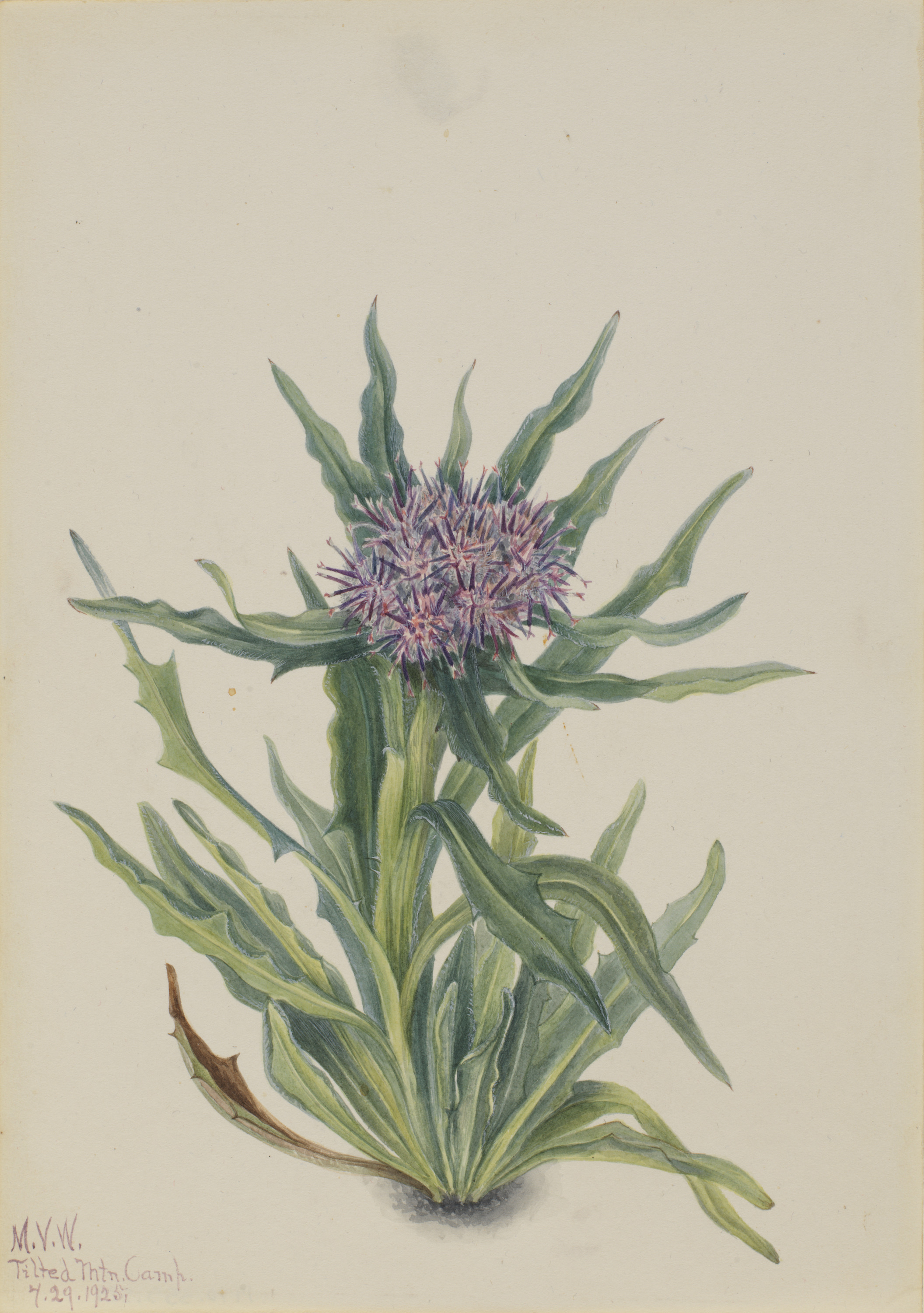 Mary Vaux Walcott, Saussurea (Saussurea densa)