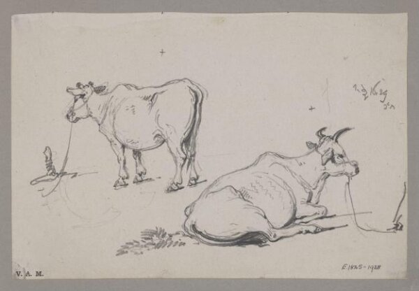 George Chinnery, Two drawings of a cow
