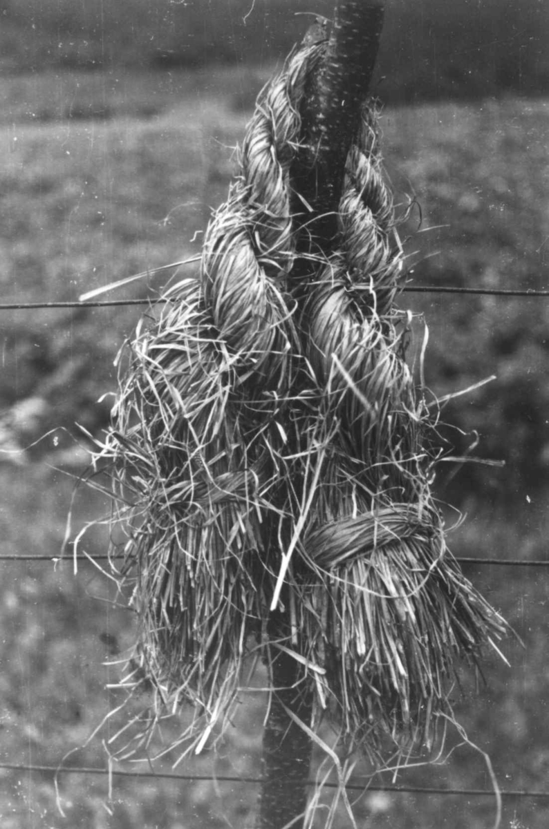 Anna Grostøl, Sennegress til tørk på en stokk. Olderdalen, Kåfjord, Troms 1947.