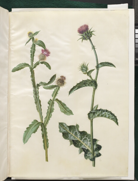 Hans Simon Holtzbecker, Centaurea seridis; Silybum marianum (almindelig marietidsel)