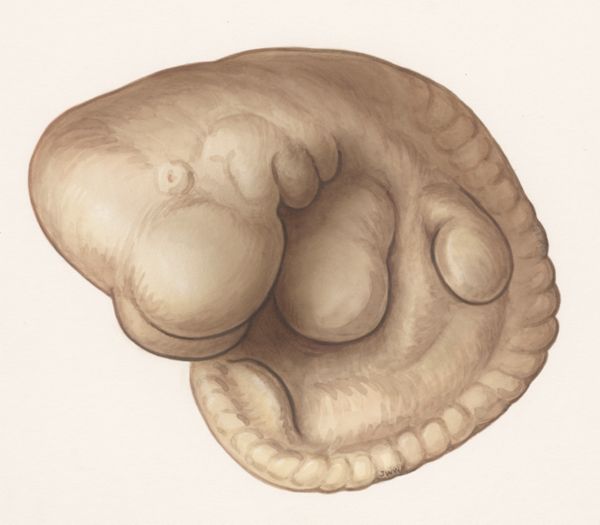 J Wetselaar-Whittaker, Rat embryo