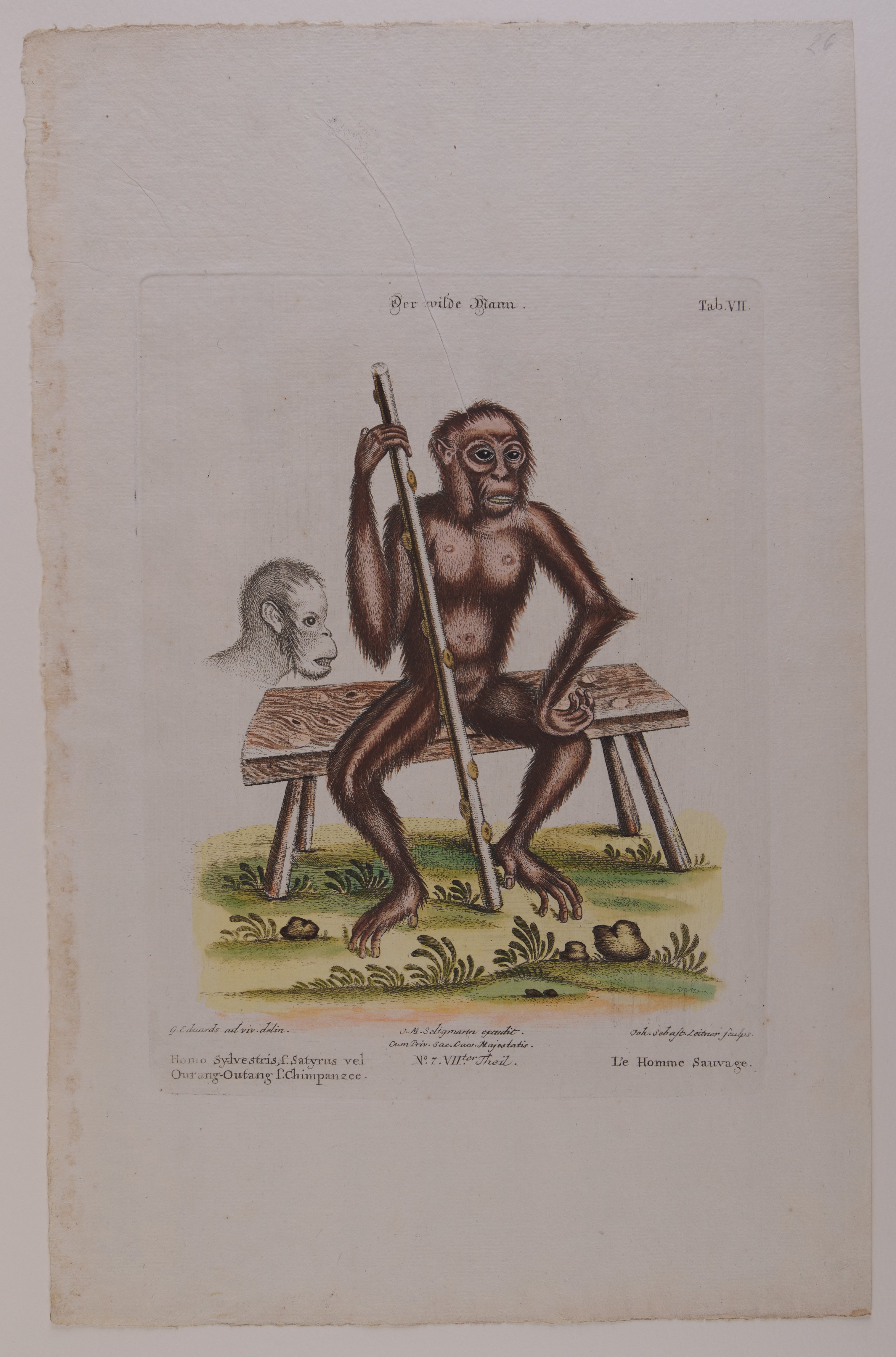 Johann Sebastian Leitner, Der wilde Mann (Orang Utan), Nachstich aus dem Werk „Gleanings of Natural History“