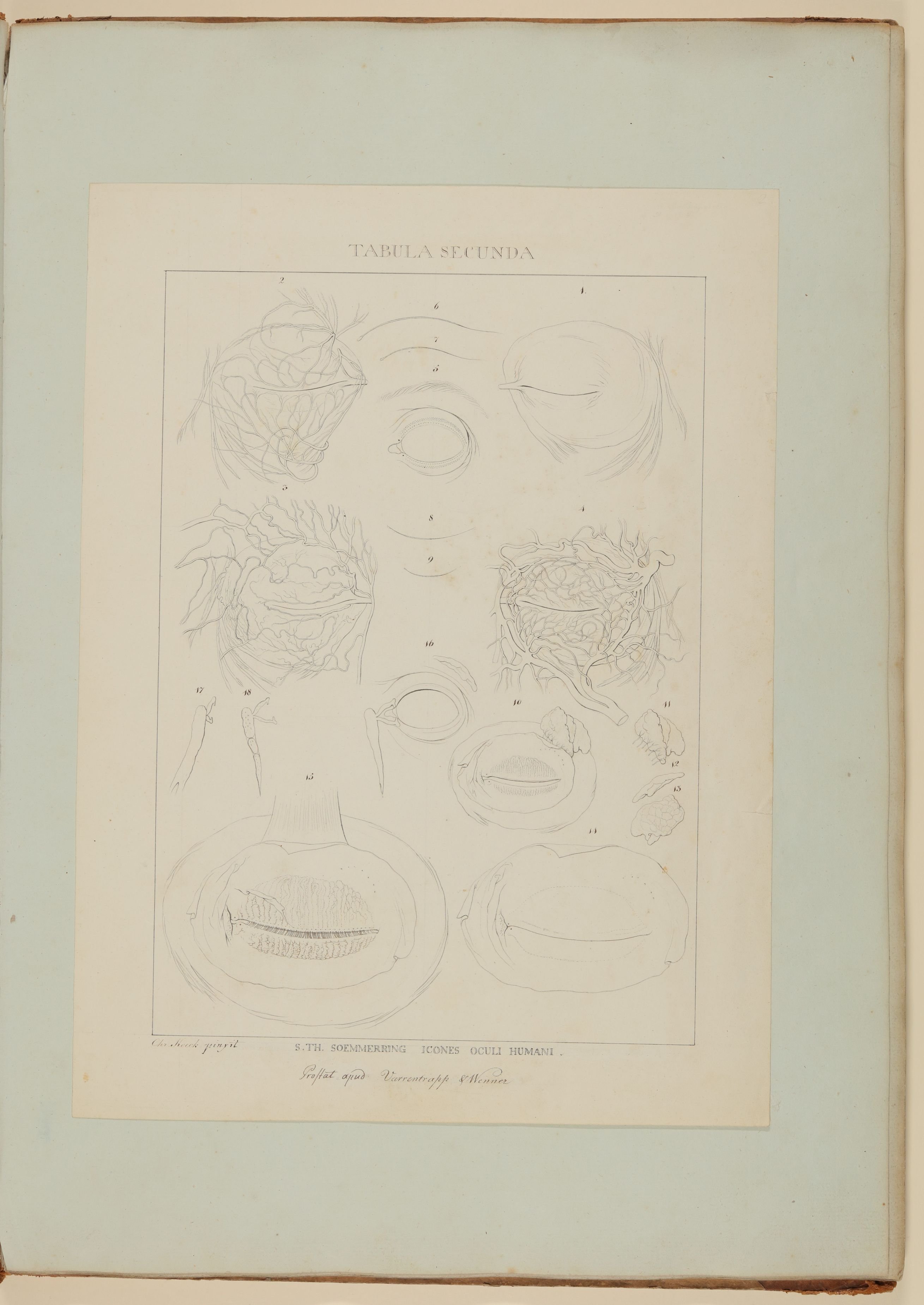 Christian Koeck, Beschaffenheit der Augenlider bei Schlafenden [Vorzeichnung zu Samuel Thomas Soemmerring, Abbildungen des menschlichen Auges, Frankfurt am Main 1801, Tafel II ("linearische" Darstellung)]