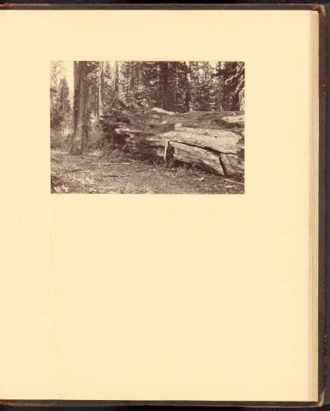 Carleton Watkins, [3510/ Miner's Cabin Calaveras Grove]