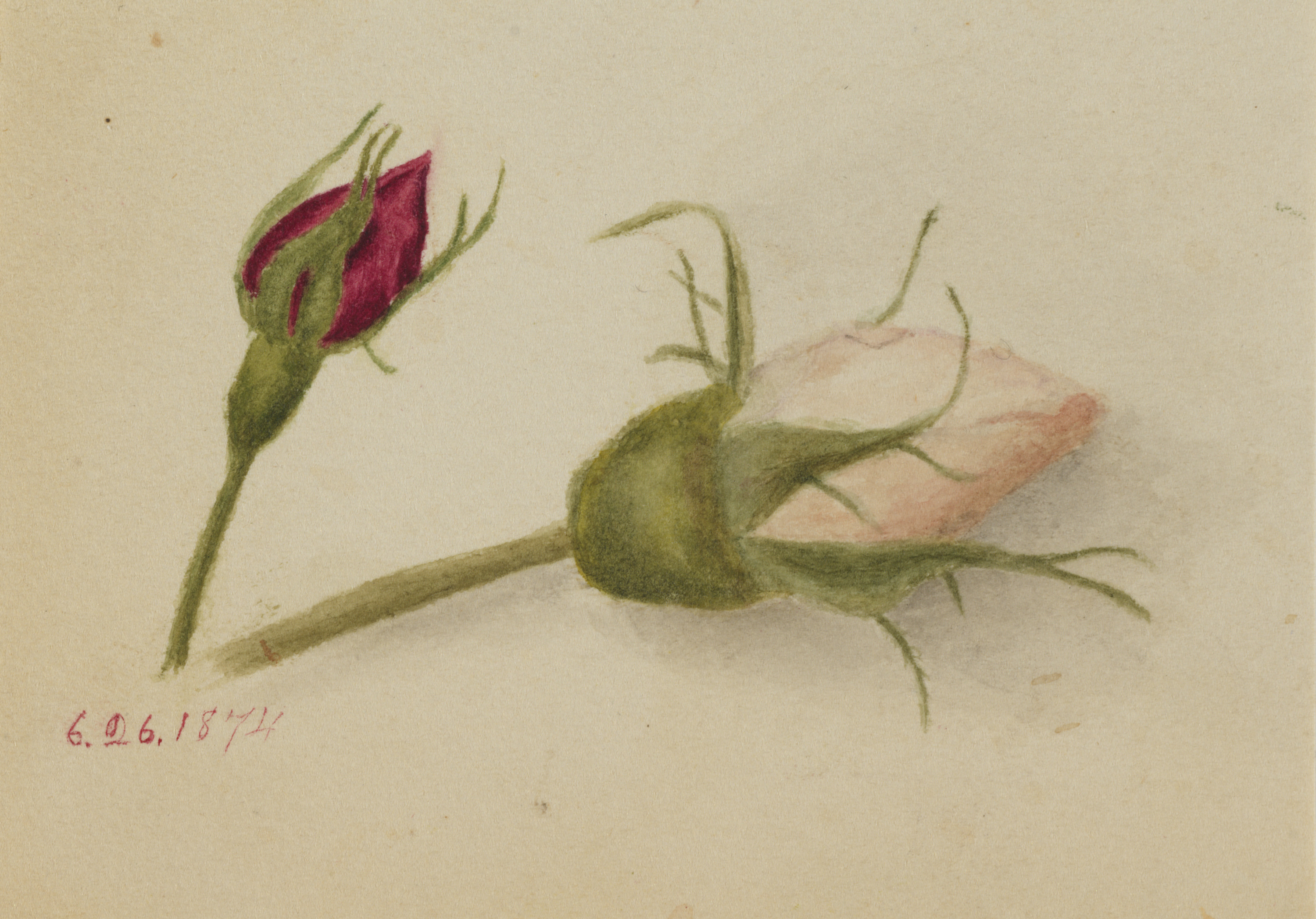 Mary Vaux Walcott, Untitled (Rosebuds)
