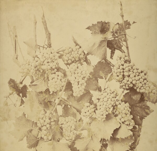 Adolphe Braun, [Grapes]