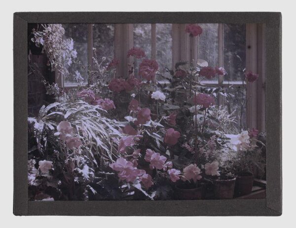 Unknown, Flowers in a greenhouse