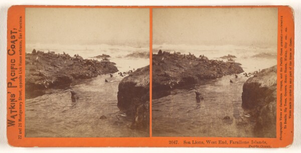 Carleton Watkins, Sea Lions, West End, Farallone [sic] Islands, Pacific Ocean.
