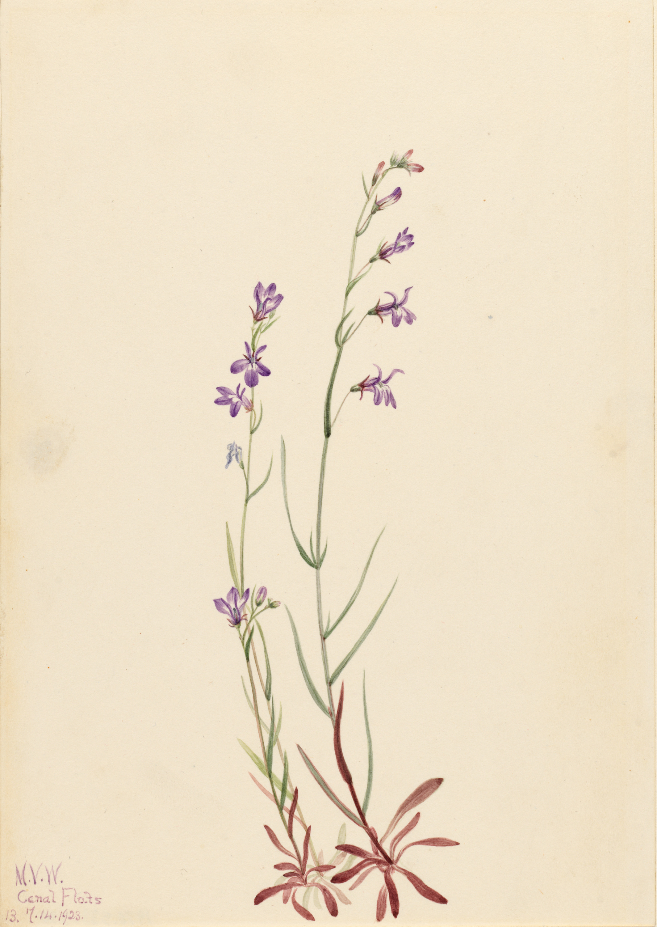Mary Vaux Walcott, Brook Lobelia (Lobelia kalmii)