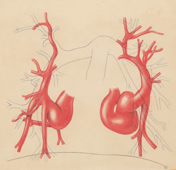 J Tinkelenberg, Part of the heart and circulatory system