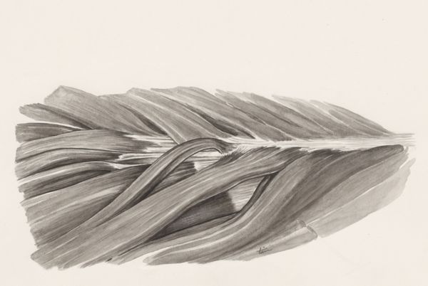 J Tinkelenberg, Muscular tissue