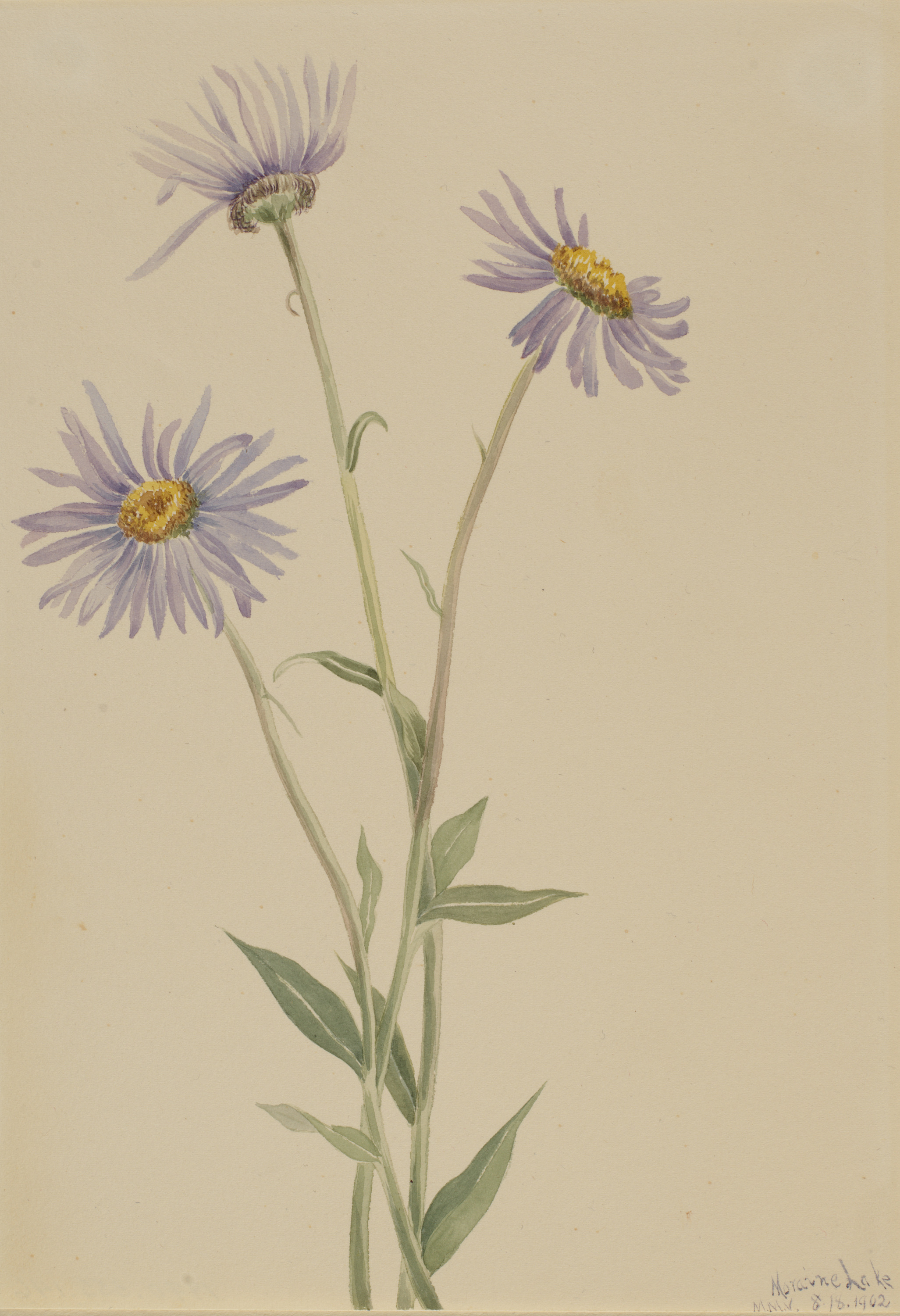 Mary Vaux Walcott, Showy Fleabane (Erigeron salsuginosus)