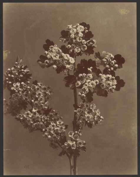 Unknown, [Floral study with multiple bunches of flowers]