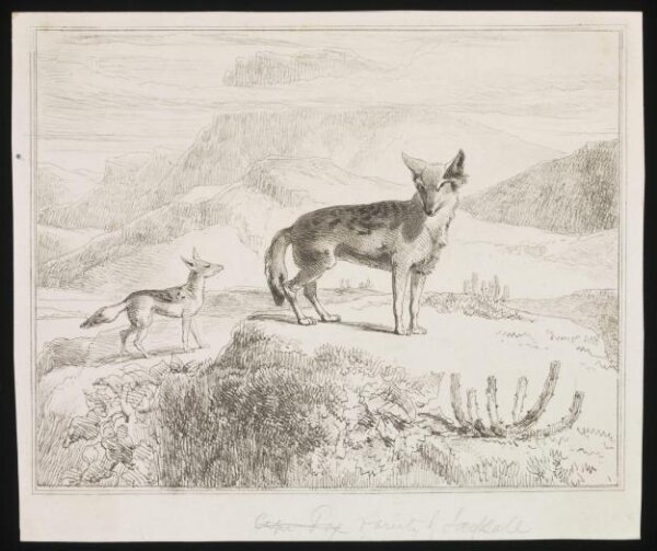 Unknown, Print