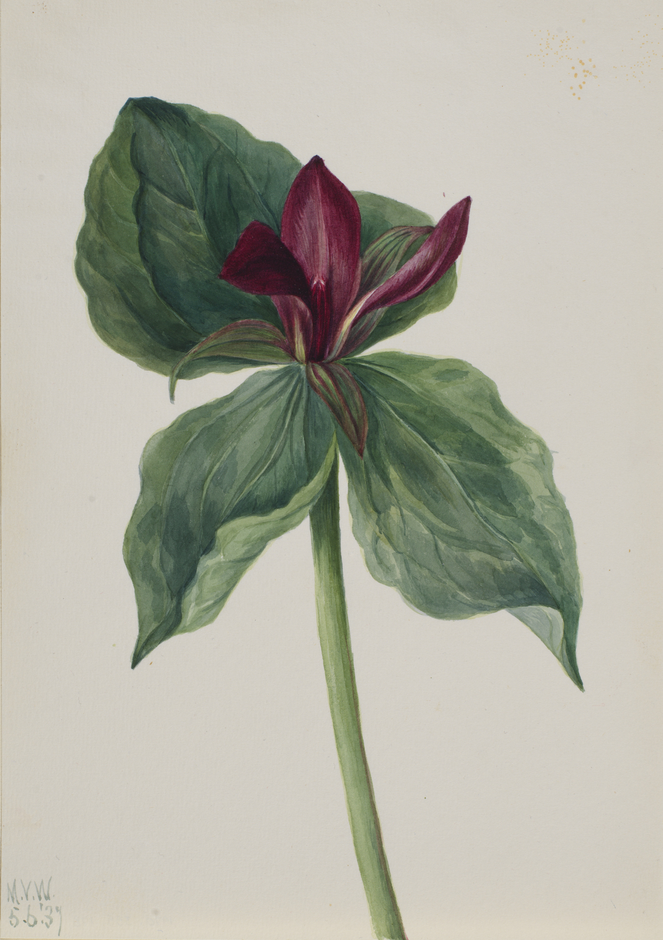 Mary Vaux Walcott, Whippoorwill Flower (Trillium H.)