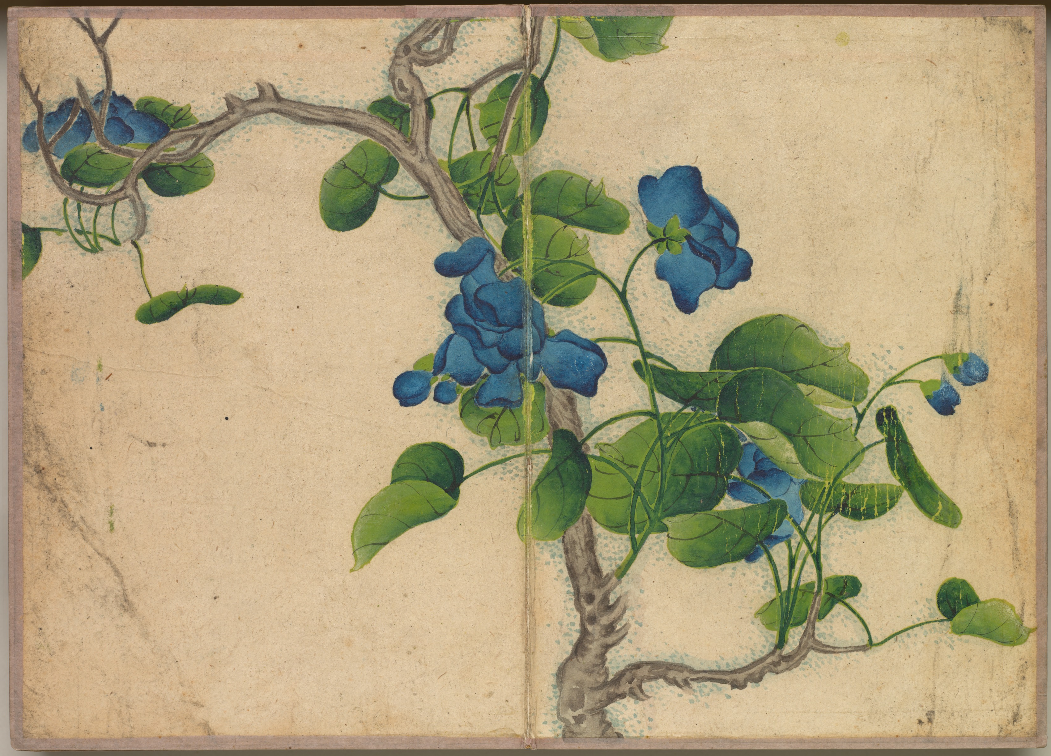 Zhang Ruoai, Desk Album: Flower and Bird Paintings (Climbing Blue Flowers)