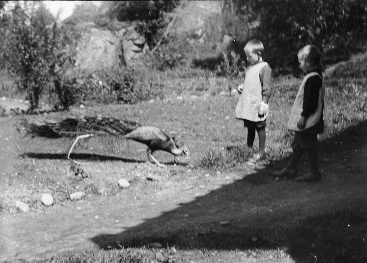 Okänd,, Likely two of Ruben and Christiane Liljefors' sons feed a peacock out on the farm, likely in Sweden